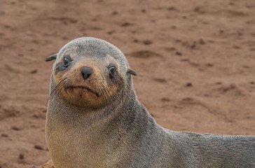 Fototapeta premium Cape Cross Seal Reserve in the Skeleton Coast, Namib desert, western Namibia. Home to one of the largest colonies of Cape fur seals in the world.