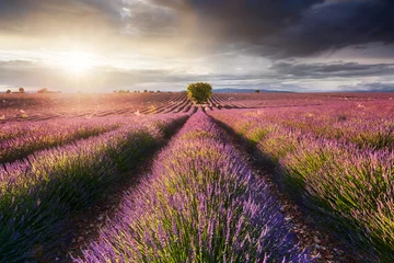 Deurstickers Lavendel Lavendelveld, Provence, Frankrijk
