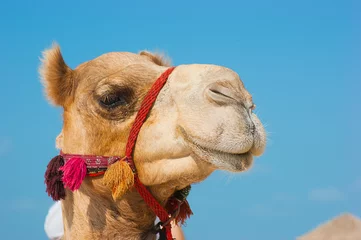 Foto op Plexiglas De snuit van de Afrikaanse kameel © Oleg Zhukov