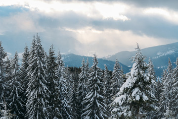 Beautiful snow-covered mountains in Bukovel