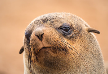 Cape Cross Seal Reserve in the Skeleton Coast, Namib desert, western Namibia. Home to one of the largest colonies of Cape fur seals in the world.