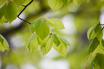 Frühlingsmotive. Das Erwachen der Natur