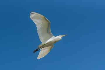 Western Cattle Egret, Bubulcus ibis, beautiful white bird flying in blue sky

