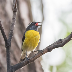 Bananaquit, Coereba flaveola, colorful small bird singing on a tree
