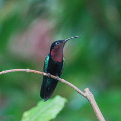 Purple-throated Carib, Eulampis jugularis, beautiful hummingbird perched on a branch
