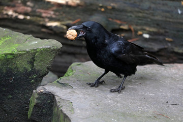 Crow