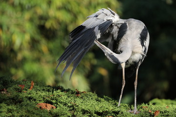 Blue Heron