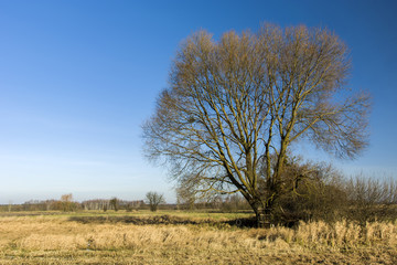 Large tree without leaves against the sky
