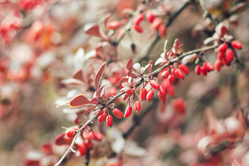 Barberry (Berberis vulgaris) branch fresh ripe berries natural green background Berberis thunbergii (Latin Berberis Coronita) Barberry berries fruits bush colorful floral autumn season shallow focus 