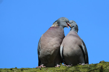 Common wood pigeon