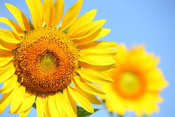 Sunflower field with clear summer sky