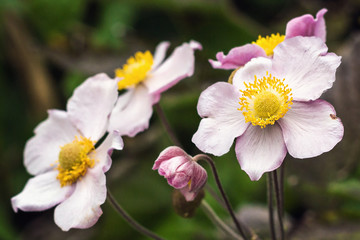 Japanese anemone (Anemone hupehensis) flower. Pink garden plant in the family Ranunculaceae, aka Chinese anemone, thimbleweed or windflower. Poppy anemones on natural background