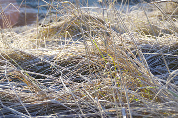 Frozen plant