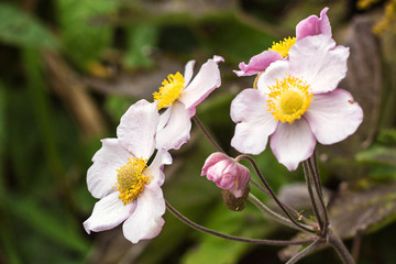 Japanese anemone (Anemone hupehensis) flower. Pink garden plant in the family Ranunculaceae, aka Chinese anemone, thimbleweed or windflower. Poppy anemones on natural background