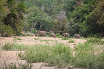 Elephant in Kruger National Park, Mpumamalanga, South Africa