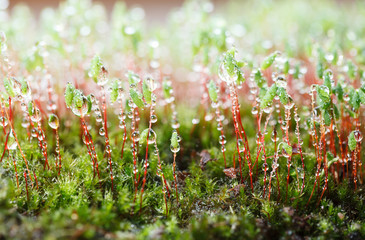 Rain drops and moss