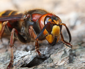Macro of Hornet