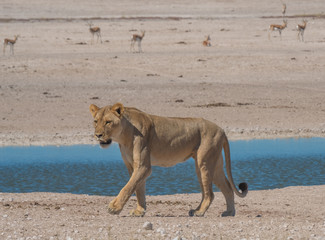 Lioness drinking and stocking zebra at the Nebrownii waterhole, Okaukeujo, Etosha National Park, Namibia