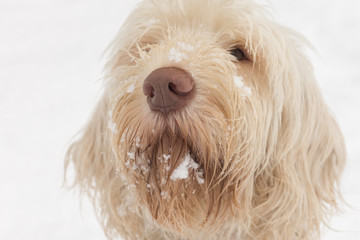 Adorable looking young white wire-haired dog of spinone italiano breed with snow beard and moustache