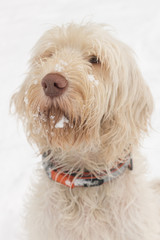 Adorable looking young white wire-haired dog of spinone italiano breed with snow beard and moustache