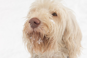 Adorable looking young white wire-haired dog of spinone italiano breed with snow beard and moustache