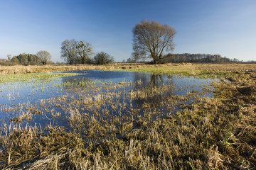 Water flooded meadow and trees without leaves against the sky