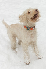 White young wire-haired dog of spinone italiano breed actively barks over a snowy winter background