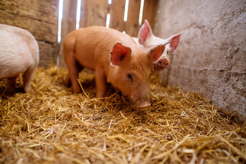 Shallow depth of field pig portrait at pigsty. Pig farm. Group of pigs at animal farm.