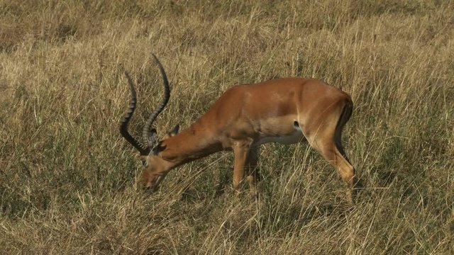 a male impala stops grazing and looks to the right in masai mara game reserve, kenya