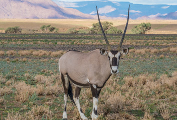 Wild Oryx (gemsbok),  Namib desert, Namib-Naukluft National Park, Namibia