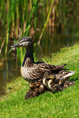 duck with ducklings