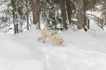 Adorable looking young white wire-haired dog of spinone italiano breed with snow beard and moustache walks over a snowy background