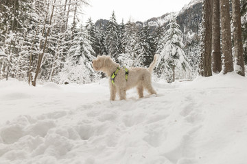 White young wire-haired dog of spinone italiano breed poses over a snowy winter background