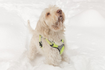 White young wire-haired dog of spinone italiano breed poses over a snowy winter background, sitting and looking up attentively