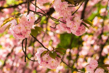 Beautiful cherry blossom sakura