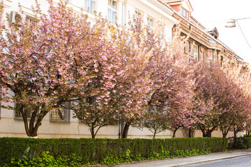 Street with blooming sakura in Uzhhorod city. Cherry blossoms