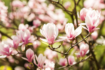 Fototapeta na wymiar blooming magnolia flowers