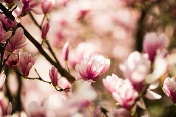 Photo sur Plexiglas Magnolia fleurs de magnolia en fleurs