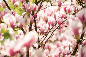 Fototapeta na wymiar blooming magnolia flowers