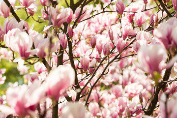 blooming magnolia flowers