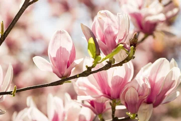 Stickers pour porte Magnolia fleurs de magnolia en fleurs