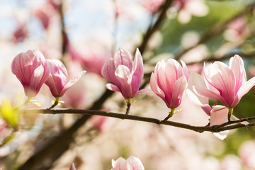 blooming magnolia flowers