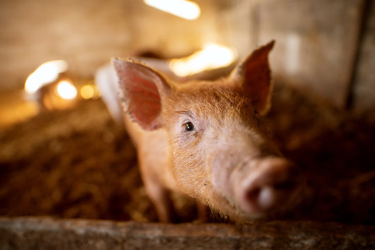 Shallow depth of field pig portrait at pigsty. Pig farm. Group of pigs at animal farm.