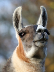 Obraz premium Lama close-up portrait