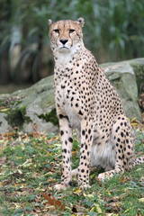 Cheetah