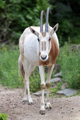 Algazelle