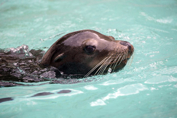 Obraz premium Sea-lion close-up portrait