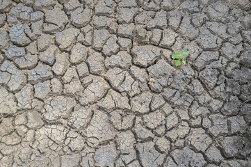 Plant sprouting in dried cracked river bed soil