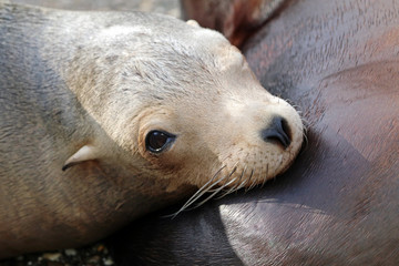 Fototapeta premium Sea-lion close-up portrait