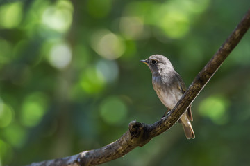 Asian brown flycatcher perching on tree branch with green bokeh background , Thailand